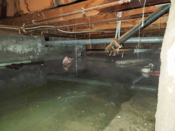 Best Water damage contractors near me  in Calera, OK